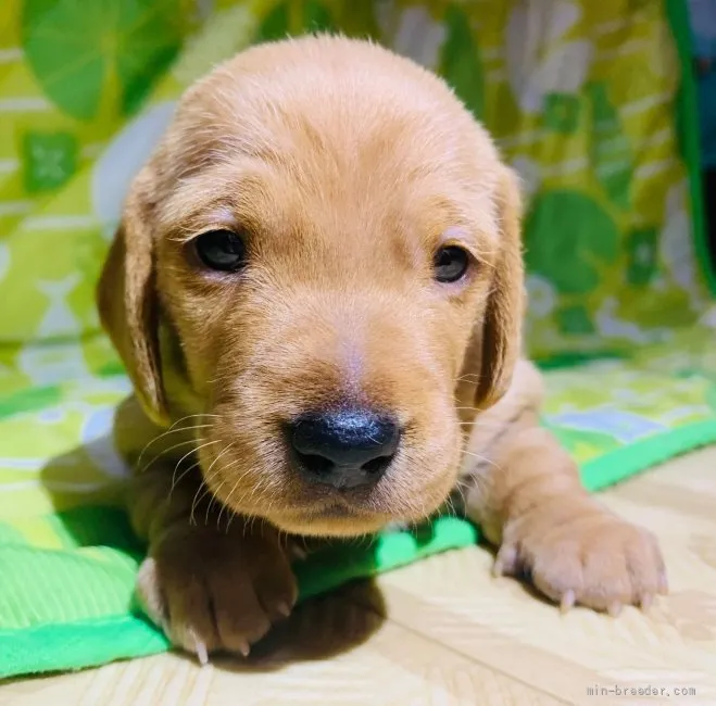 ID：2108-01887の子犬