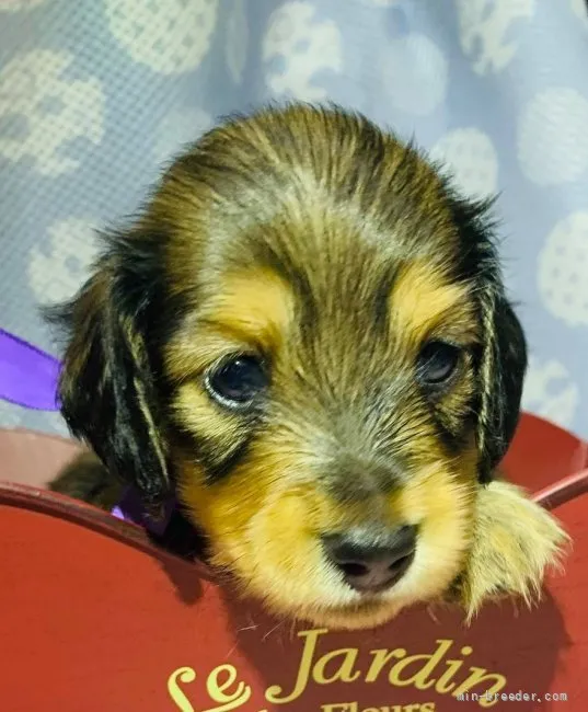 ID：2108-03604の子犬