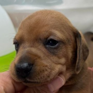 ミニチュアダックスフンド(スムース)【千葉県・男の子・2023年2月6日・レッド】の写真「父犬はJKCチャンピオンです！」