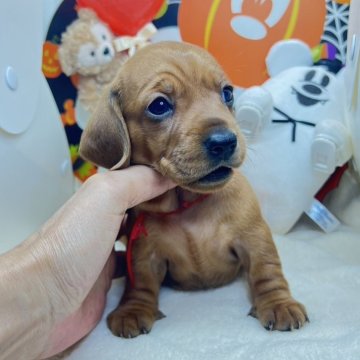 ミニチュアダックスフンド(スムース)【千葉県・女の子・2024年9月24日・レッド】の写真「可愛い仔です💗」