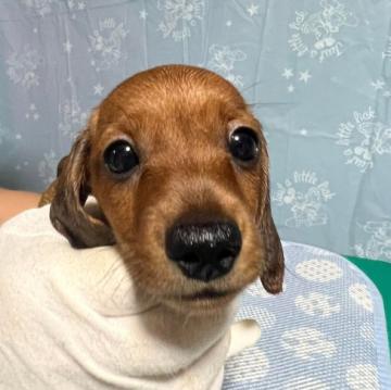 ミニチュアダックスフンド(スムース)【千葉県・女の子・2022年7月4日・レッド】の写真「父犬はJKCチャンピオンです！」