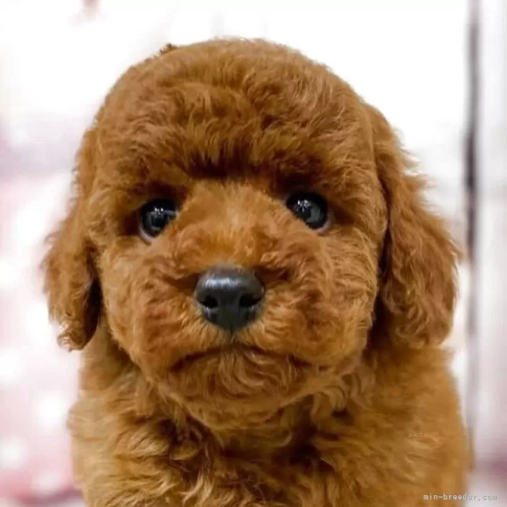 ID:2503-00948の子犬