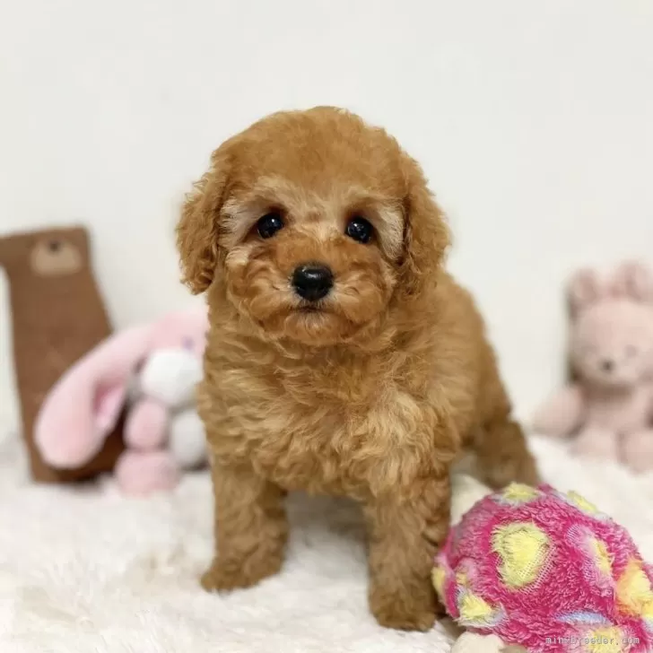 ID:2411-07375の子犬