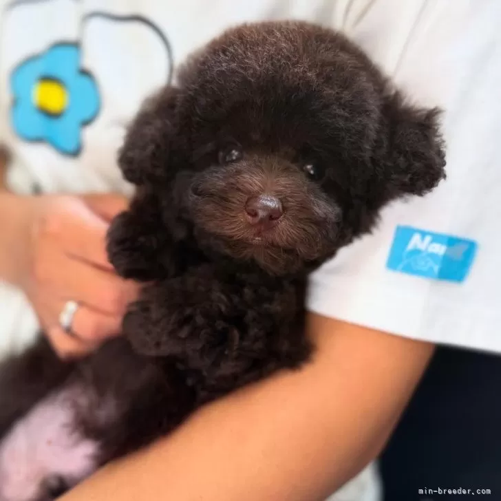 ID：2507-07317の子犬
