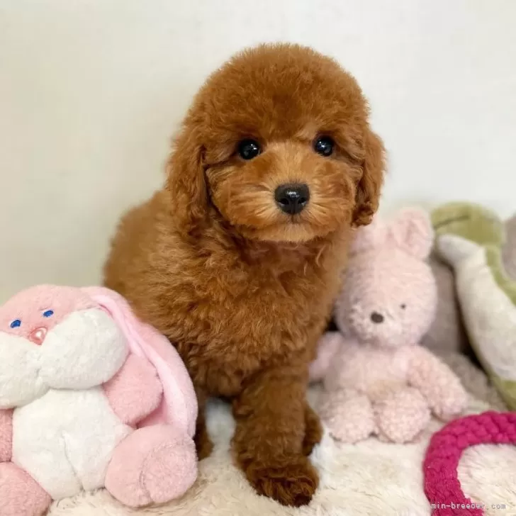 K.K 様のお迎えした子犬
