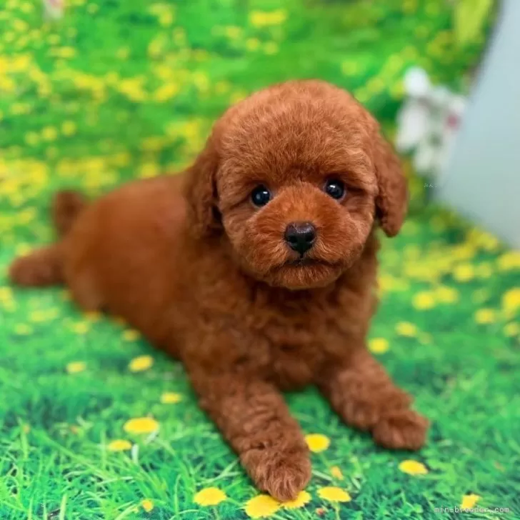 ID:2507-08662の子犬