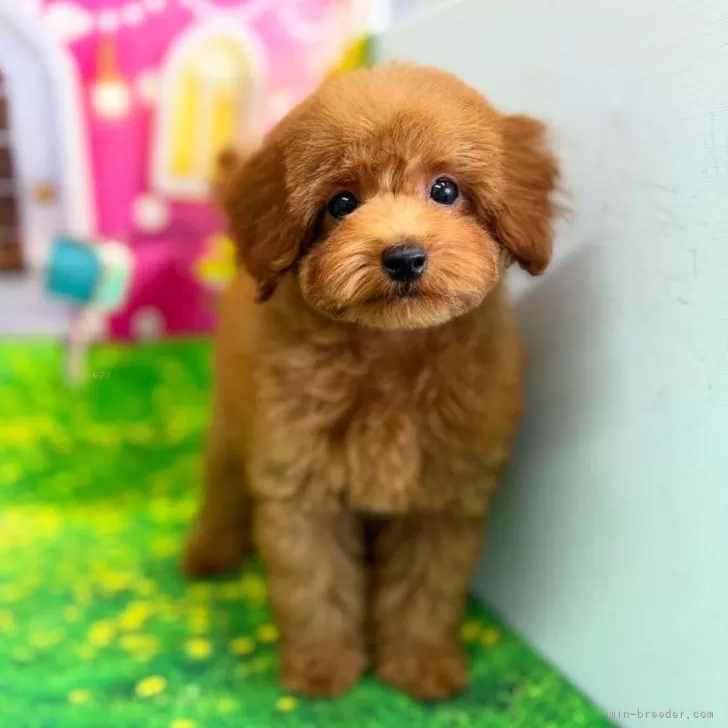 ID：2508-04584の子犬