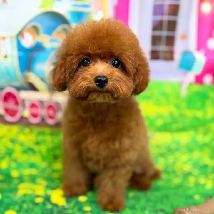 ID：2508-04565の子犬