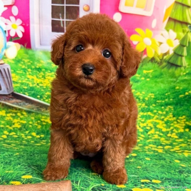 送料込み。トイプードルレッドちゃん。お値下げ。 53000.jpg