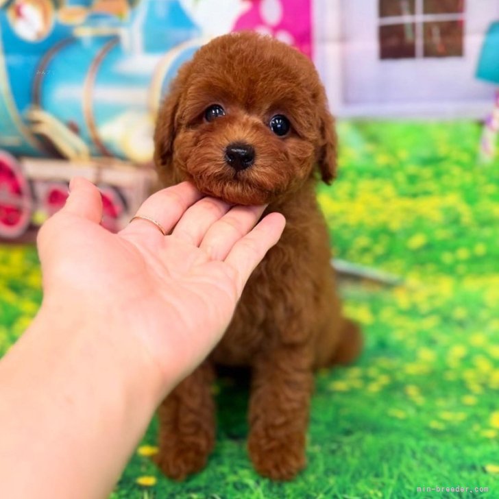 【激レア】キティ 可愛い 犬 ピンク パール プードル ワンチャン 犬のぬいぐるみ トイプードル おもちゃ ウォーキングスイート