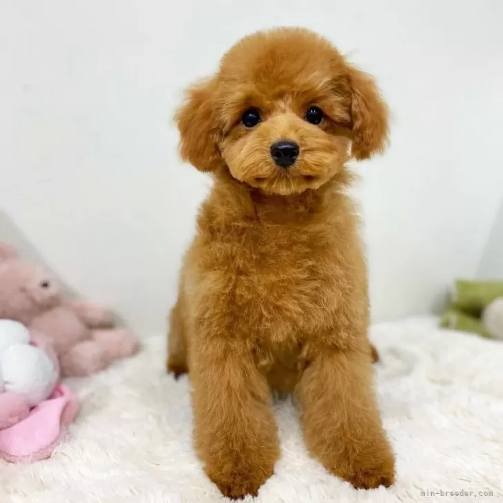 ID:2501-01354の子犬