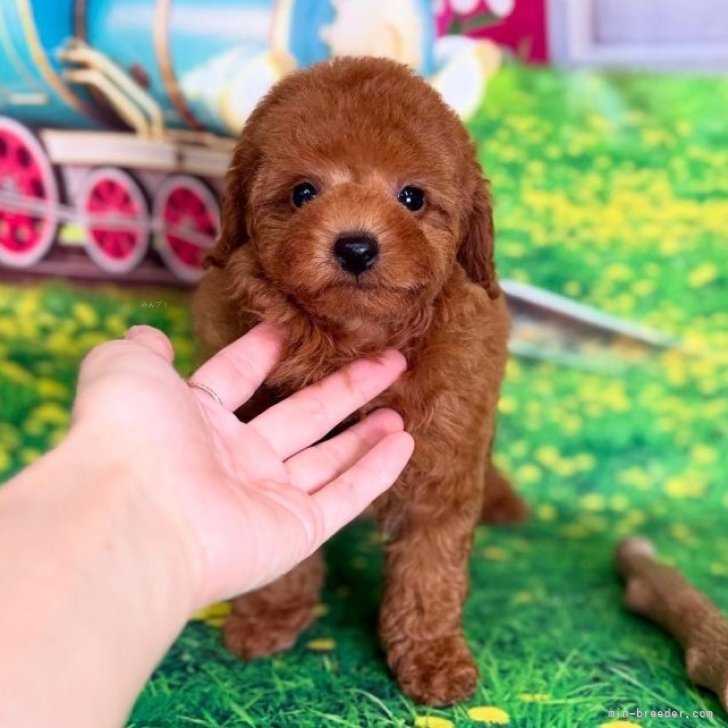 送料込み。トイプードルレッドちゃん。もふもふビッグ♡デカプーちゃん。 ティーカッププードル【千葉県・男の子・2025年6月9日・レッド