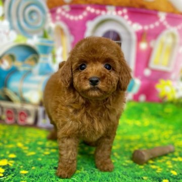 トイプードル(タイニー)【千葉県・女の子・2025年1月5日・レッド】の写真「♡動画でよーーーくご確認ください♡」