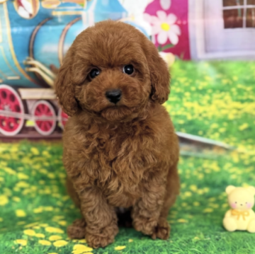 トイプードル(タイニー)【千葉県・男の子・2025年9月26日・レッド】の写真「♡お目目まん丸で可愛い！色素も毛量も抜群！♡」