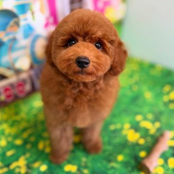 トイプードル(タイニー)【千葉県・男の子・2025年6月6日・レッド】の写真「♡目が大きくまん丸な美男子♡」