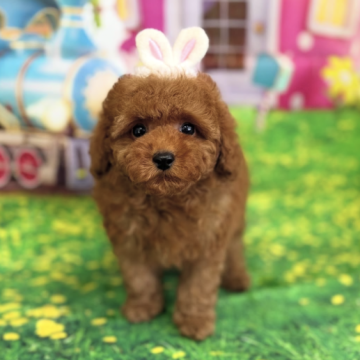 トイプードル(タイニー)【千葉県・男の子・2025年9月18日・レッド】の写真「♡お目目まん丸で可愛い！色素も毛量も抜群！♡」