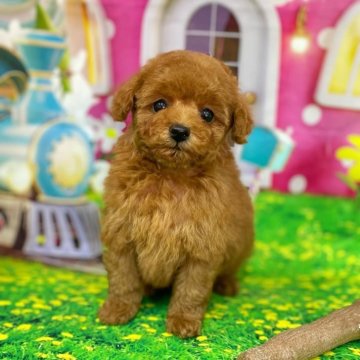 トイプードル(ティーカップ)【千葉県・女の子・2025年1月6日・レッド】の写真「♡小さくて可愛い性格です♡」