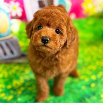 トイプードル(トイ)【千葉県・男の子・2025年5月29日・レッド】の写真「♡獣医も太鼓判！！犬質も顔も性格抜群です♡」
