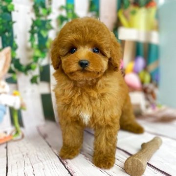 トイプードル(ティーカップ)【千葉県・女の子・2025年3月29日・レッド】の写真「♡美人で爆毛のチビちゃん♡」