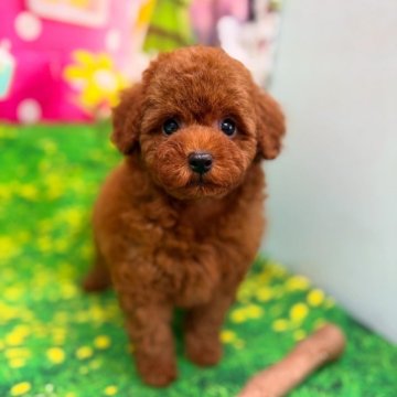 トイプードル(タイニー)【千葉県・男の子・2025年6月3日・レッド】の写真「♡激カワ！お目目クリクリ3兄妹♡」
