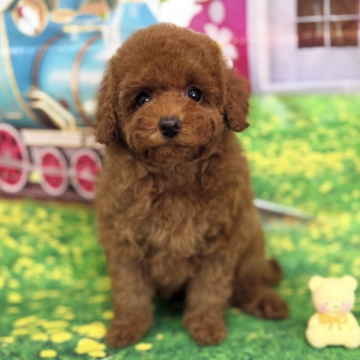 トイプードル(タイニー)【千葉県・女の子・2025年9月16日・レッド】の写真「♡ちっちゃくて可愛い！毛量、色の濃さ、巻き抜群！♡」