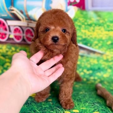 トイプードル(ティーカップ)【千葉県・男の子・2025年6月9日・レッド】の写真「♡赤ちゃん顔で甘えん坊で大人しいボクちゃん♡」
