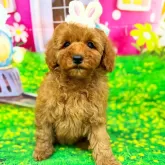 トイプードル(トイ)