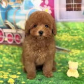 ティーカッププードル