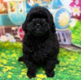 トイプードル(ティーカップ)