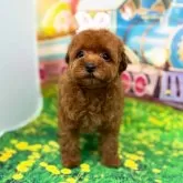 ティーカッププードル