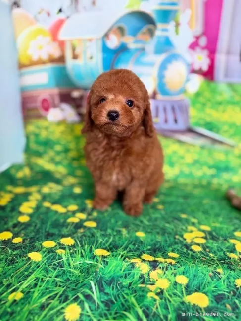 Lee　クマさん大好きトイプーちゃん他 Looking for an owner for a super tiny toy poodle] Uni's