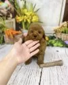 タイニープードル【千葉県・男の子・2025年3月10日・レッド】の写真2