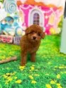 ティーカッププードル【千葉県・女の子・2025年6月20日・レッド】の写真10