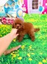 ティーカッププードル【千葉県・男の子・2025年6月10日・レッド】の写真2