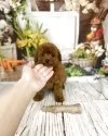 タイニープードル【千葉県・男の子・2025年2月4日・レッド】の写真2