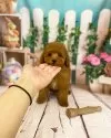 ティーカッププードル【千葉県・女の子・2025年3月29日・レッド】の写真11