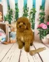 ティーカッププードル【千葉県・女の子・2025年3月29日・レッド】の写真12
