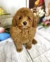 トイプードル(トイ)【千葉県・男の子・2025年2月7日・レッド】の写真8