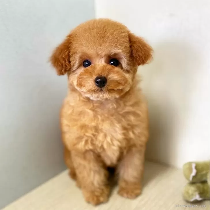 ID:2401-02921の子犬