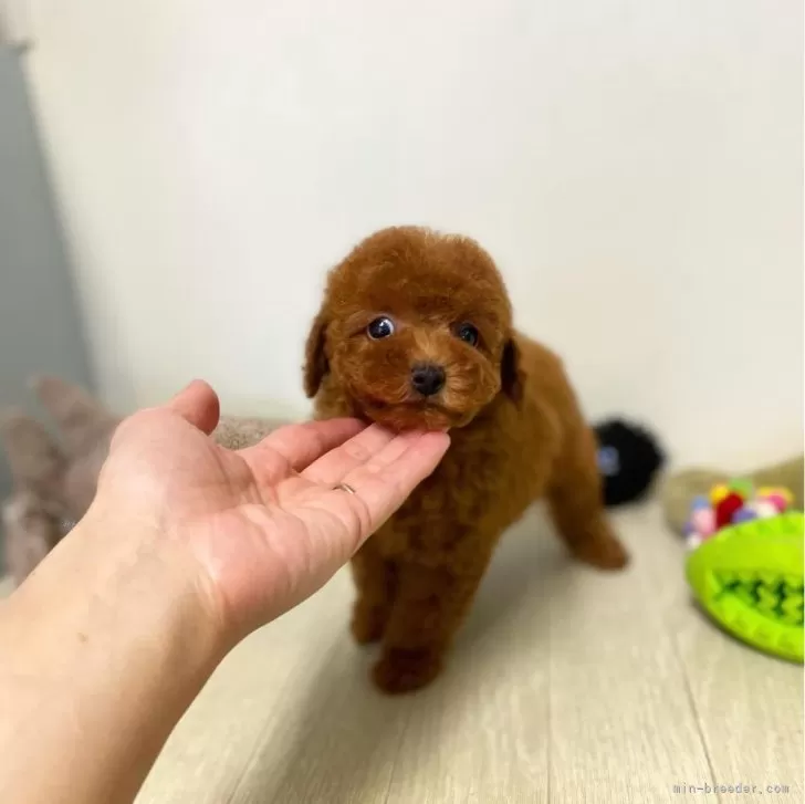 ID:2405-02883の子犬