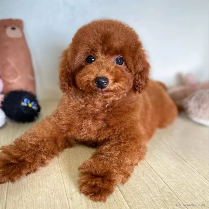 ID:2405-00965の子犬