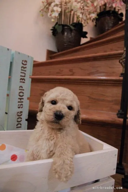 ID：2007-00814の子犬