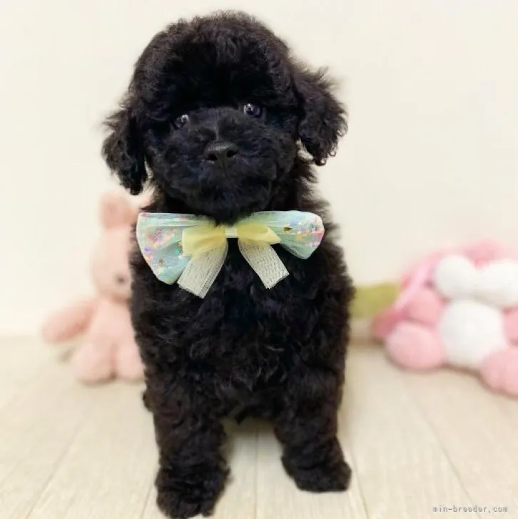 ID:2308-04570の子犬