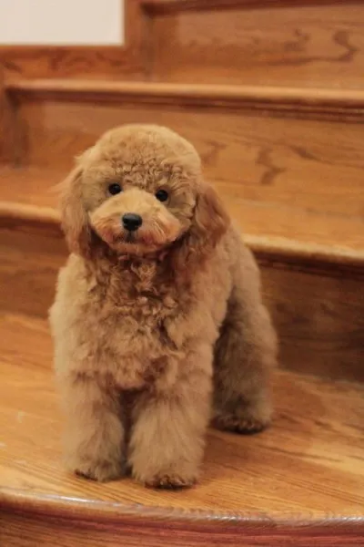 ID:1307-00794の子犬