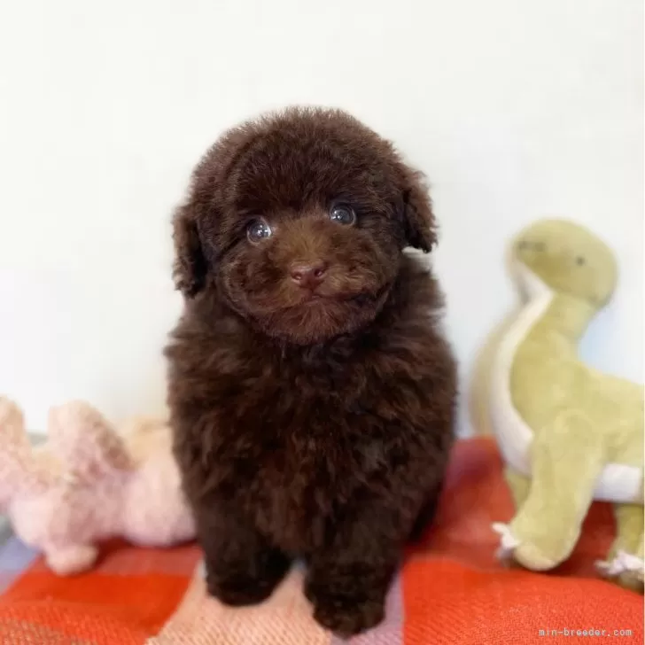 ID:2401-02927の子犬