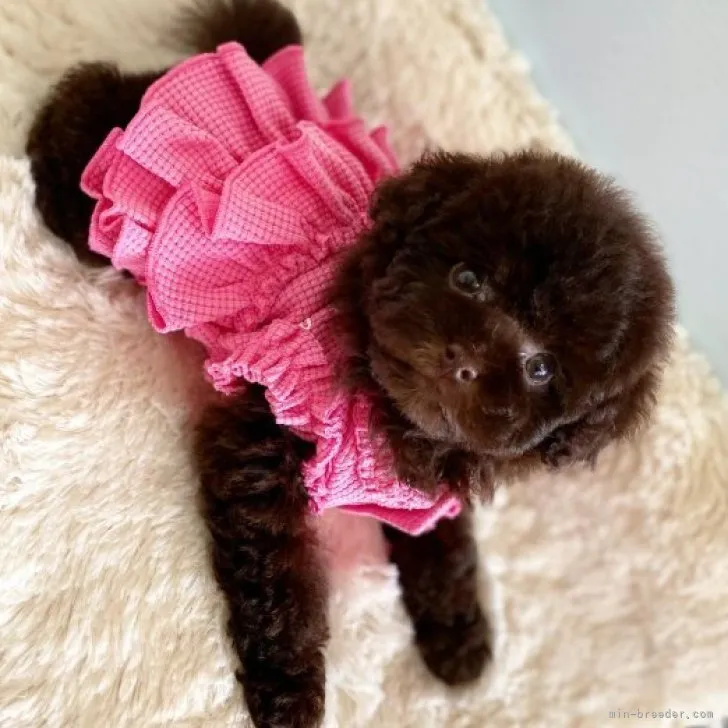 すもも 様のお迎えした子犬