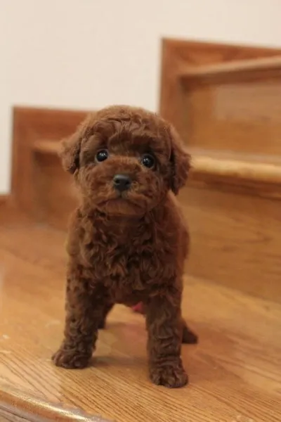 ID:1303-00353の子犬