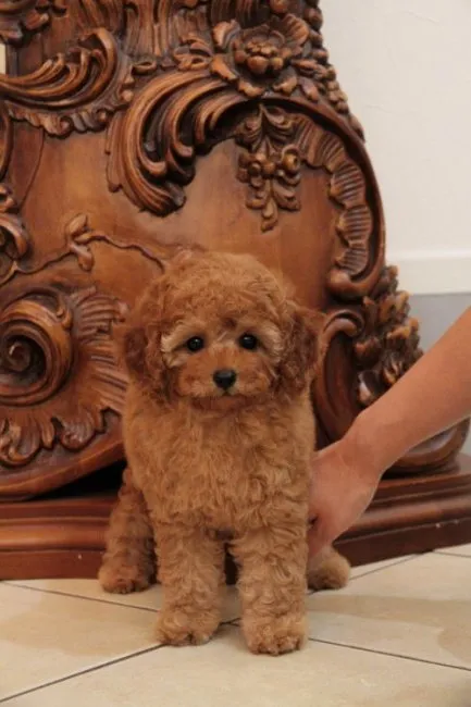 ID：1608-00715の子犬