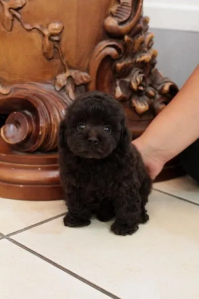 小梅のパパ 様のお迎えした子犬