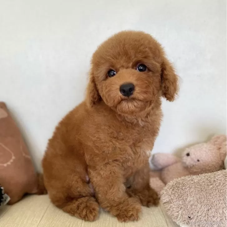 ID:2406-07180の子犬